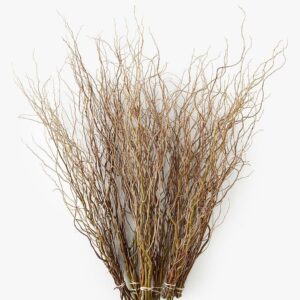 Curly Willow (Medium and Long - 10 BU)