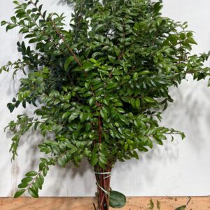 Green Huckleberry (20 BU)