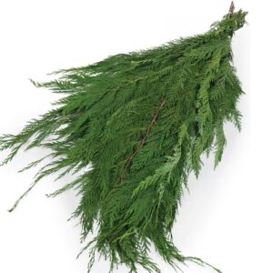 Port Orford Cedar (20 BU)