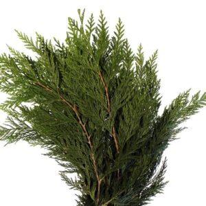 Western Red Cedar (20 BU)