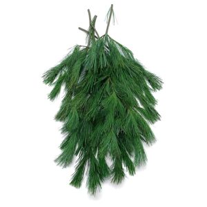 White Pine (20 BU)